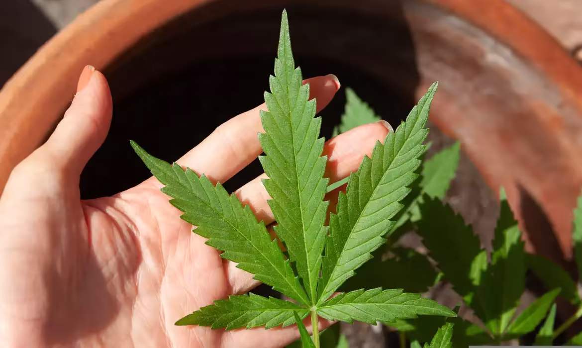 Anvisa discute regulamentação da cannabis medicinal no Brasil