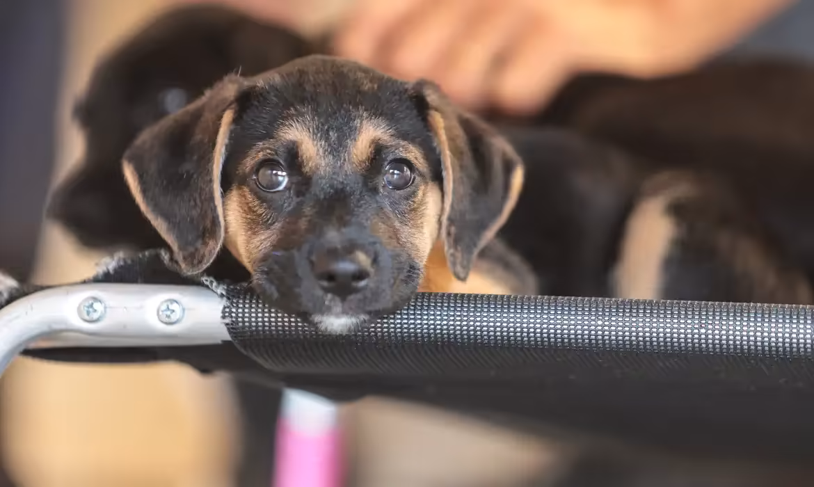 Animais: Educação e adoção: estratégias para enfrentar a violência