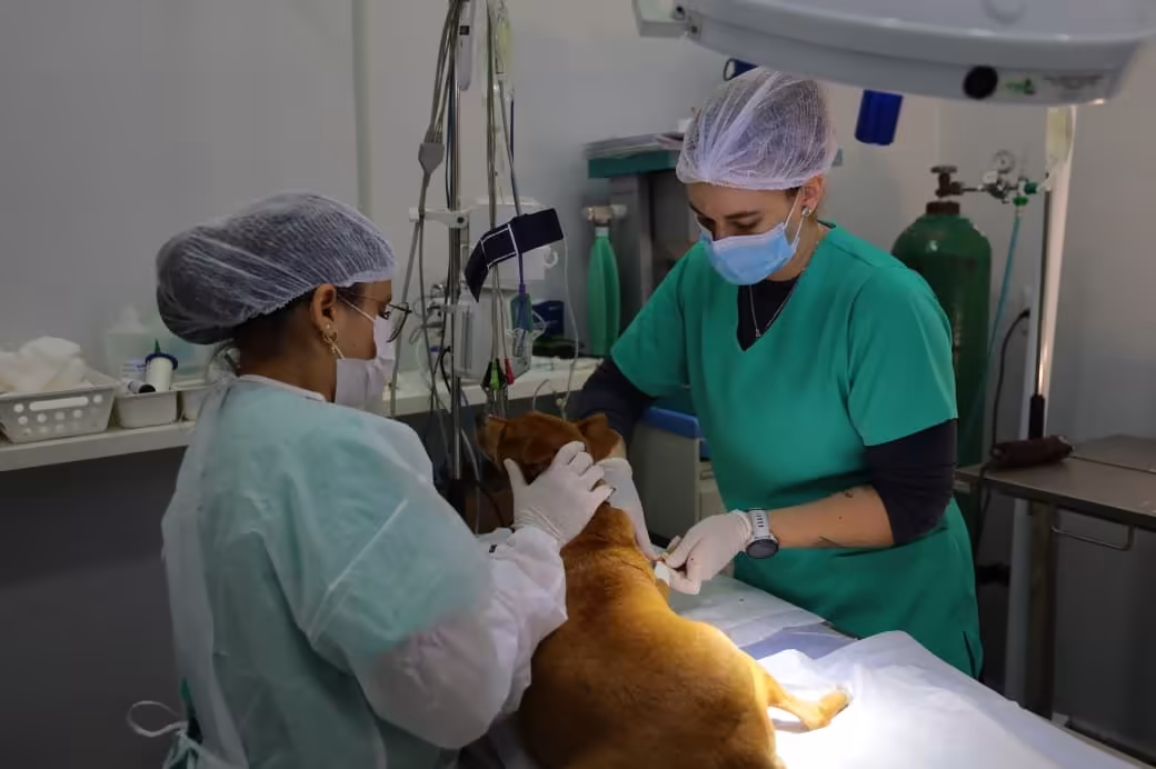 Política de bem-estar animal em Aparecida ganha novo impulso em 2026