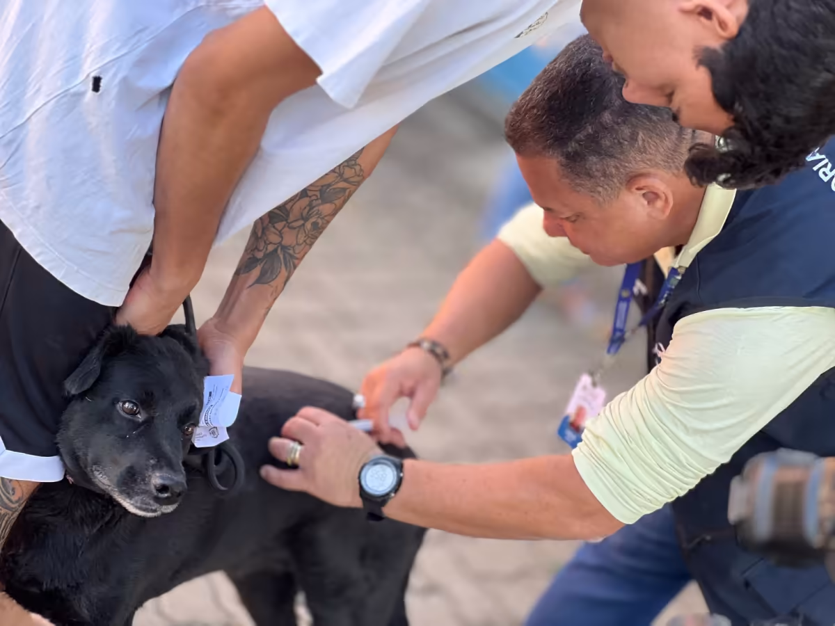 Goiânia emite alerta de raiva após morcego testar positivo