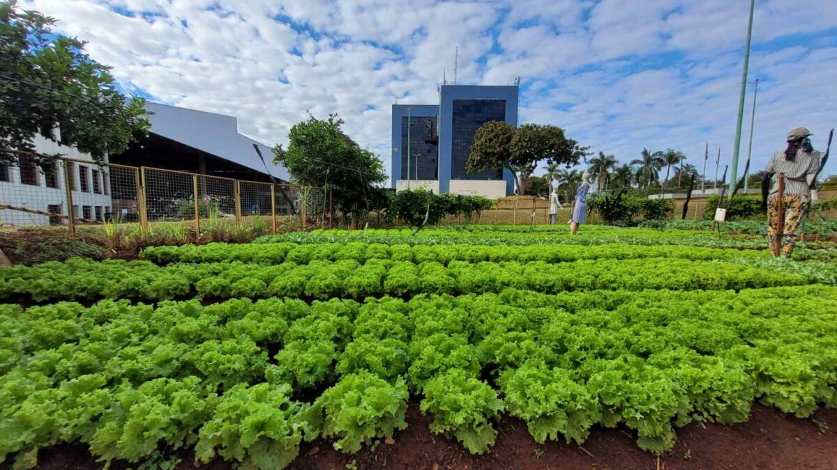 Goiânia distribui 25 toneladas de alimentos